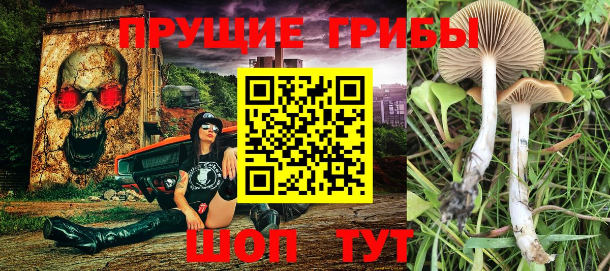 Кувандык  цены наркотик  Вход с VPN  Псилоцибиновые грибы Psilocybe 